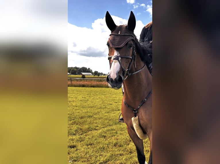 Oldenburger Springpaard Merrie 8 Jaar 167 cm Bruin in Westerstede
