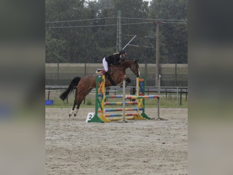 Oldenburger Springpaard Merrie 8 Jaar 167 cm Bruin in Westerstede