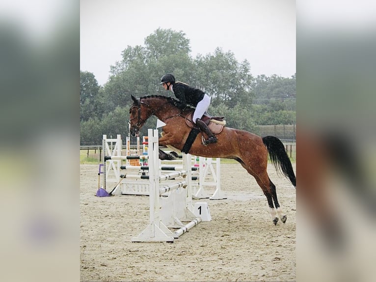 Oldenburger Springpaard Merrie 8 Jaar 167 cm Bruin in Westerstede