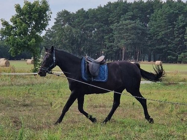 Oldenburger Springpaard Merrie 8 Jaar 167 cm Zwartbruin in Kummersdorf