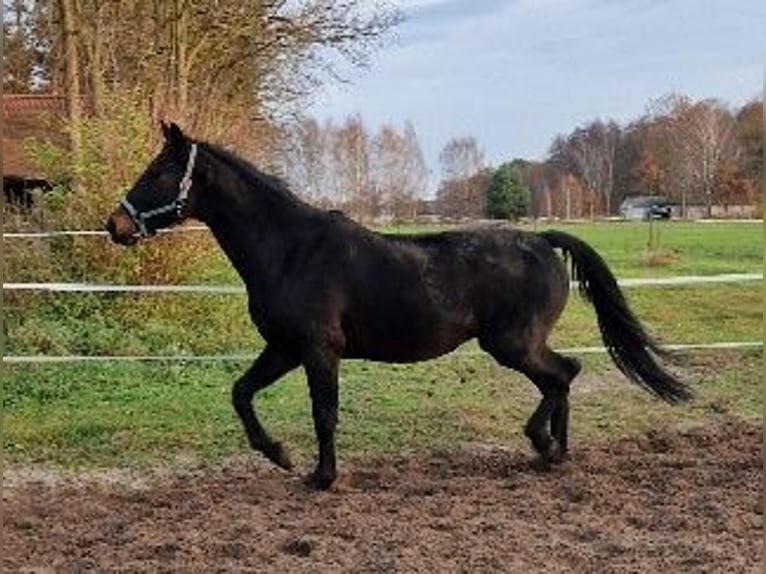 Oldenburger Springpaard Merrie 8 Jaar 167 cm Zwartbruin in Kummersdorf