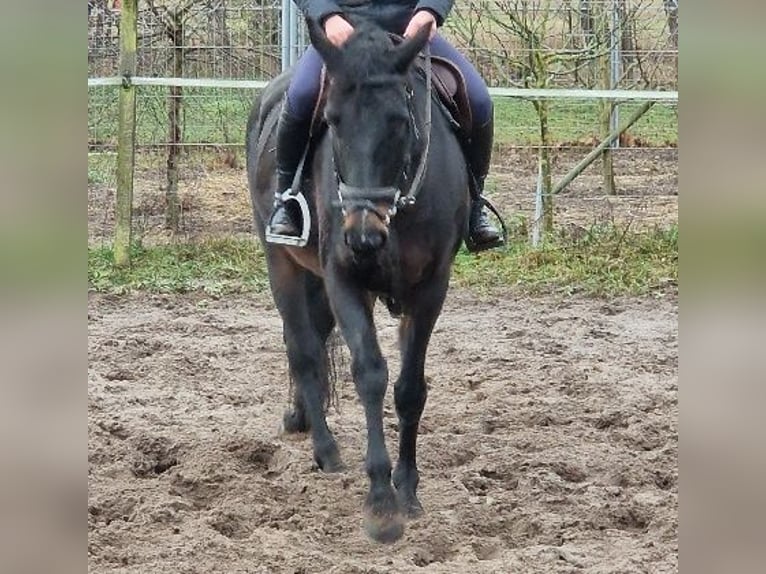 Oldenburger Springpaard Merrie 8 Jaar 167 cm Zwartbruin in Kummersdorf