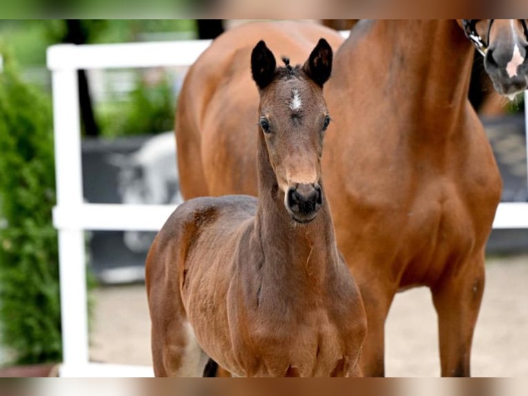 Oldenburger Springpaard Merrie 8 Jaar 168 cm Bruin in Merzen