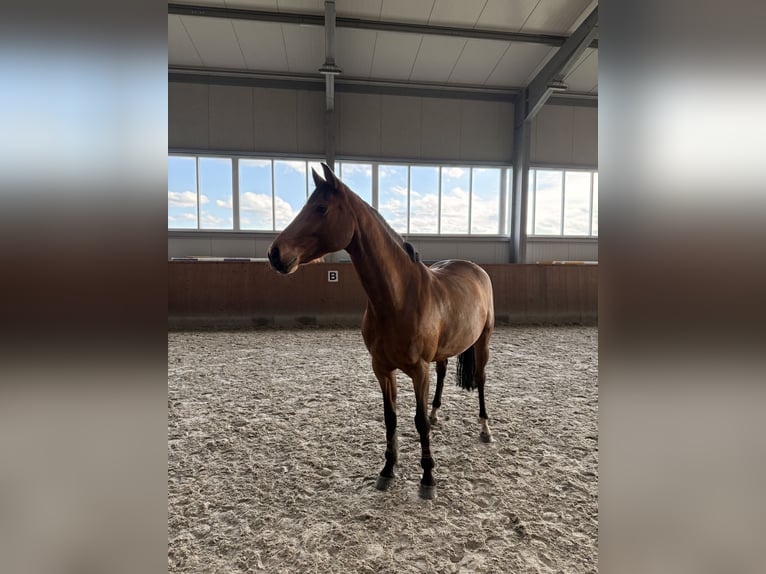 Oldenburger Springpaard Merrie 8 Jaar 168 cm Bruin in Dinklage
