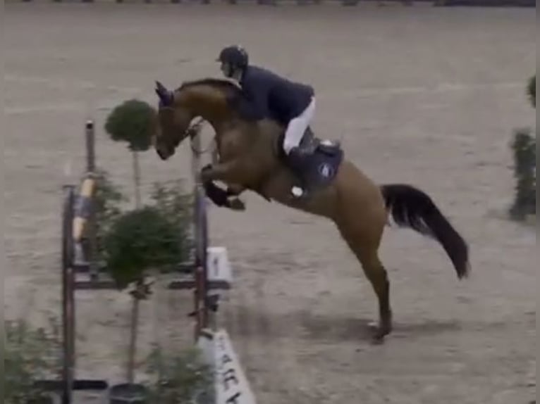 Oldenburger Springpaard Merrie 8 Jaar 168 cm Bruin in Bielefeld