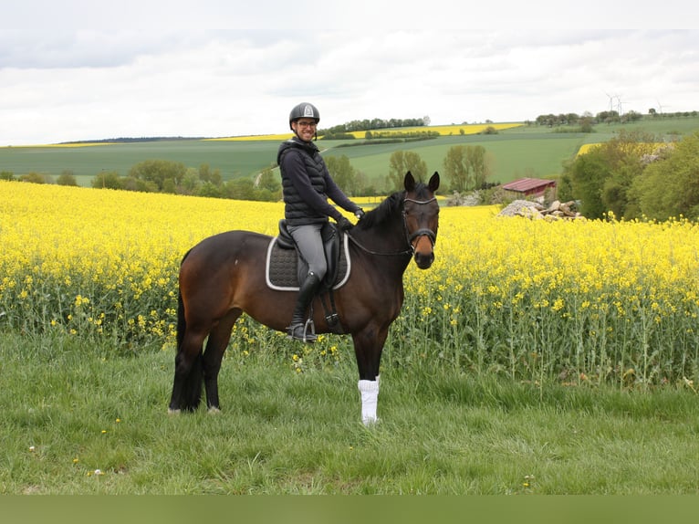 Oldenburger Springpaard Merrie 8 Jaar 168 cm Donkerbruin in Königheim