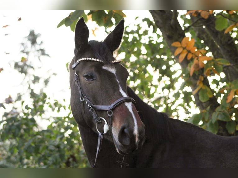 Oldenburger Springpaard Merrie 8 Jaar 168 cm Donkerbruin in L&#xFC;btheen