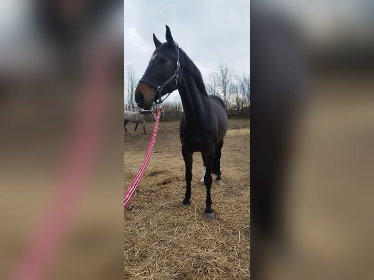 Oldenburger Springpaard Merrie 8 Jaar 168 cm Donkerbruin in Mechelroda