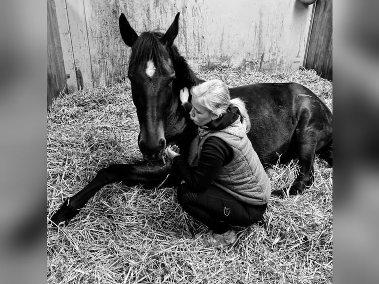 Oldenburger Springpaard Merrie 8 Jaar 168 cm Donkerbruin in Mechelroda