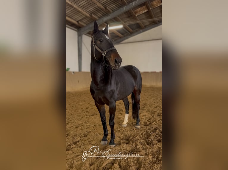 Oldenburger Springpaard Merrie 8 Jaar 168 cm Donkerbruin in Mechelroda