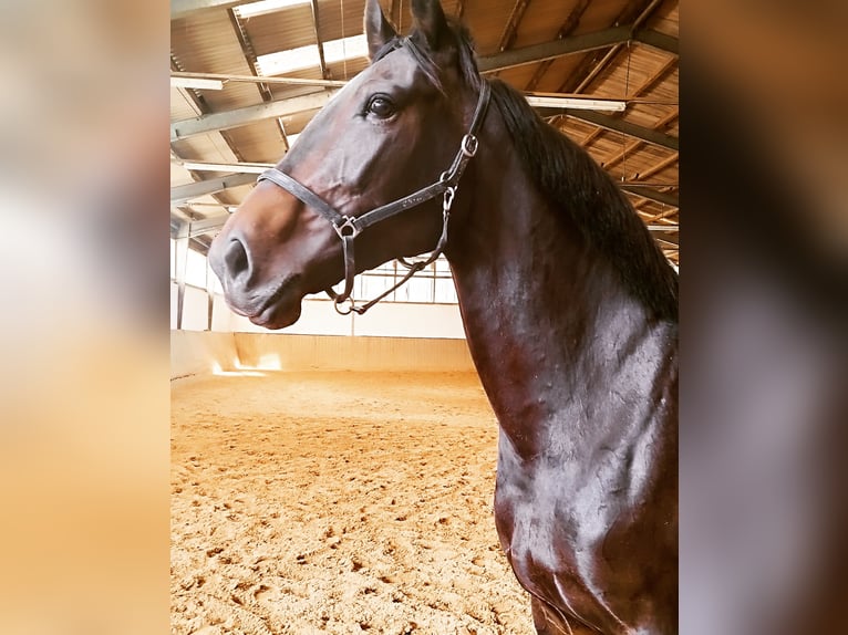 Oldenburger Springpaard Merrie 8 Jaar 168 cm Donkerbruin in Mechelroda