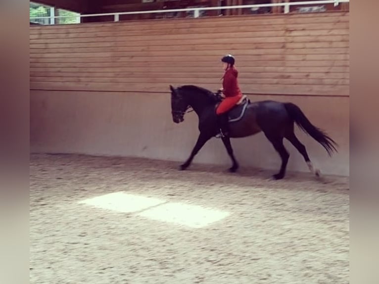 Oldenburger Springpaard Merrie 8 Jaar 168 cm Donkerbruin in Meerane