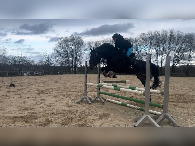 Oldenburger Springpaard Merrie 8 Jaar 168 cm Donkerbruin in Meerane