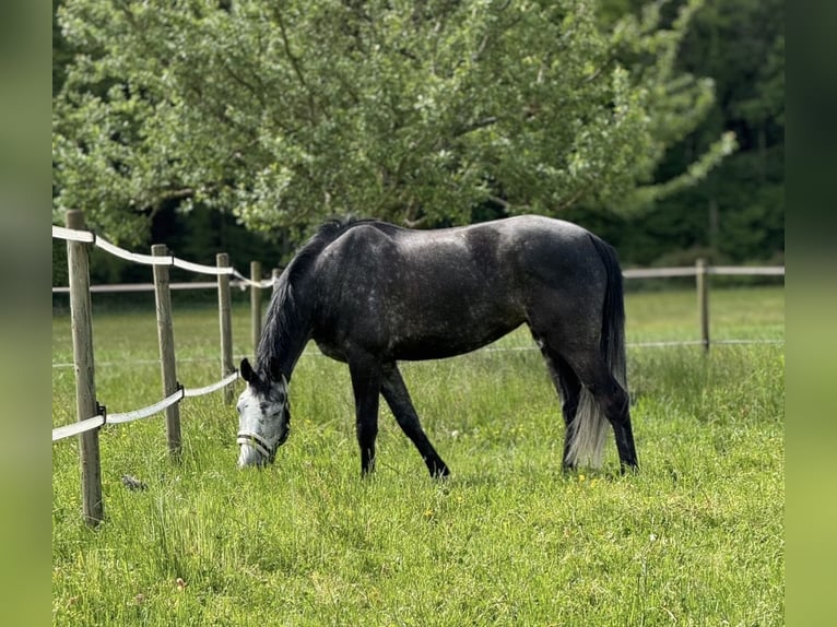 Oldenburger Springpaard Merrie 8 Jaar 168 cm Schimmel in Lenzburg