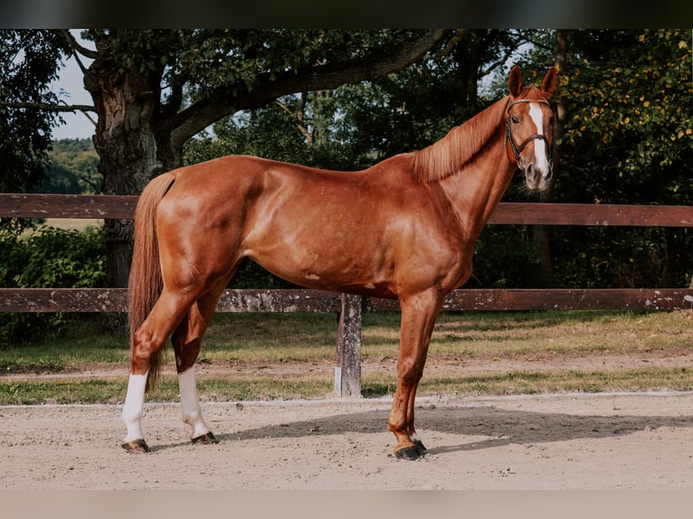 Oldenburger Springpaard Merrie 8 Jaar 168 cm Vos in K&#xF3;rnik