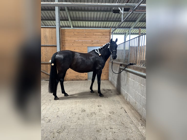 Oldenburger Springpaard Merrie 8 Jaar 168 cm Zwart in Alsdorf