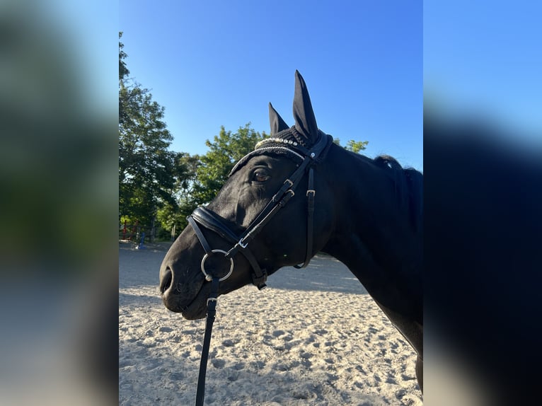 Oldenburger Springpaard Merrie 8 Jaar 168 cm Zwart in Alsdorf