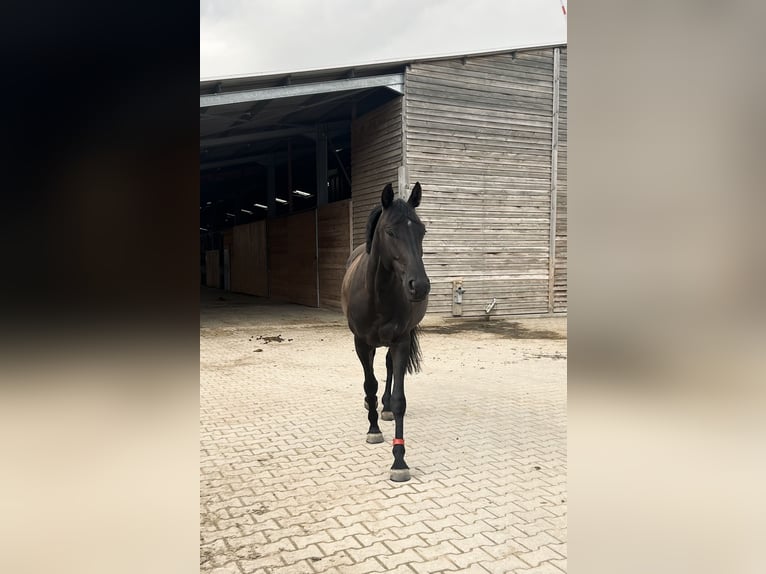 Oldenburger Springpaard Merrie 8 Jaar 168 cm Zwart in Alsdorf