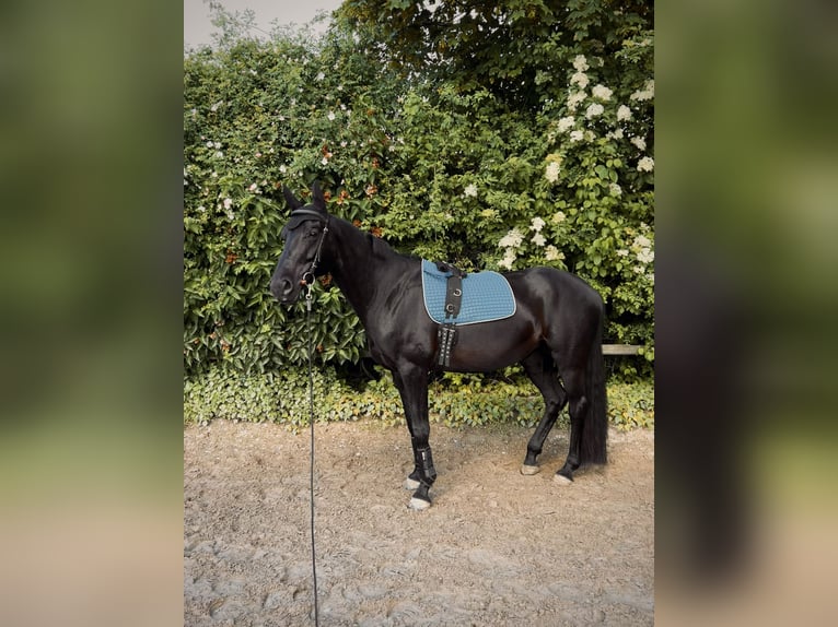 Oldenburger Springpaard Merrie 8 Jaar 168 cm Zwart in Alsdorf