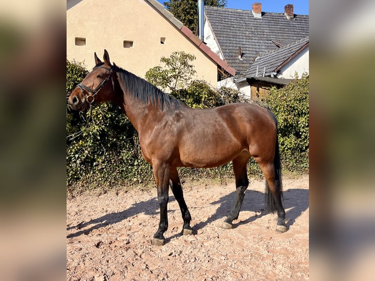 Oldenburger Springpaard Merrie 8 Jaar 169 cm Bruin in Sonnefeld