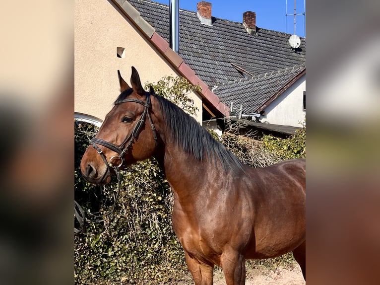 Oldenburger Springpaard Merrie 8 Jaar 169 cm Bruin in Sonnefeld