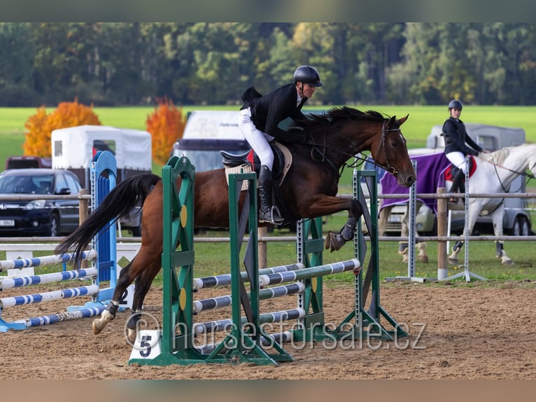Oldenburger Springpaard Merrie 8 Jaar 171 cm Bruin in Jindrichuv Hradec