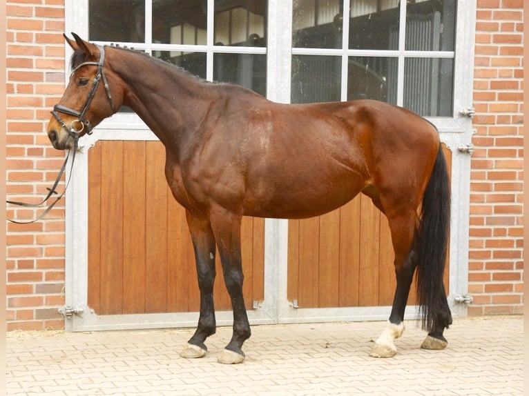 Oldenburger Springpaard Merrie 8 Jaar 172 cm Bruin in Heiden