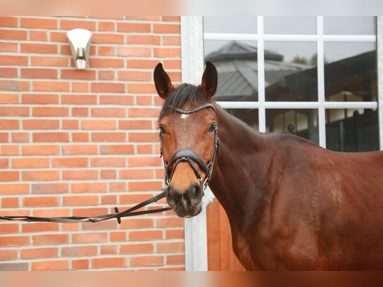 Oldenburger Springpaard Merrie 8 Jaar 172 cm Bruin in Heiden