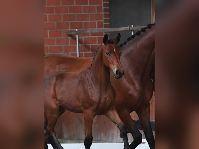 Oldenburger Springpaard Merrie 8 Jaar 172 cm Bruin in Heiden