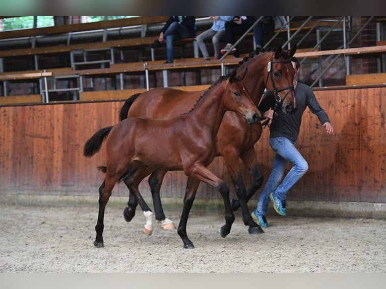 Oldenburger Springpaard Merrie 8 Jaar 172 cm Bruin in Heiden