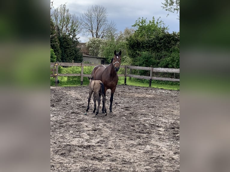 Oldenburger Springpaard Merrie 8 Jaar 174 cm Bruin in Hödingen