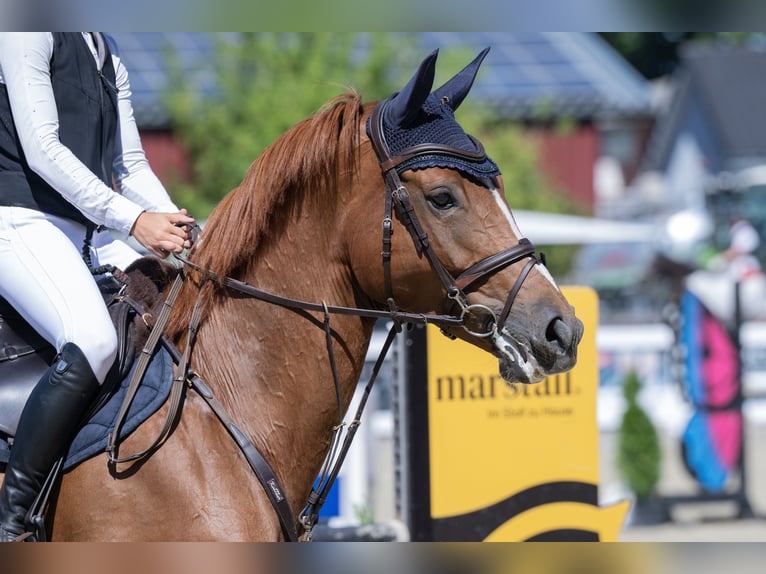 Oldenburger Springpaard Merrie 8 Jaar 175 cm Vos in Lienen