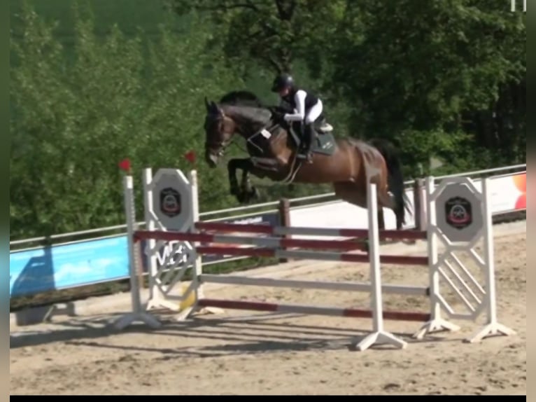 Oldenburger Springpaard Merrie 8 Jaar 178 cm Donkerbruin in Hardegsen