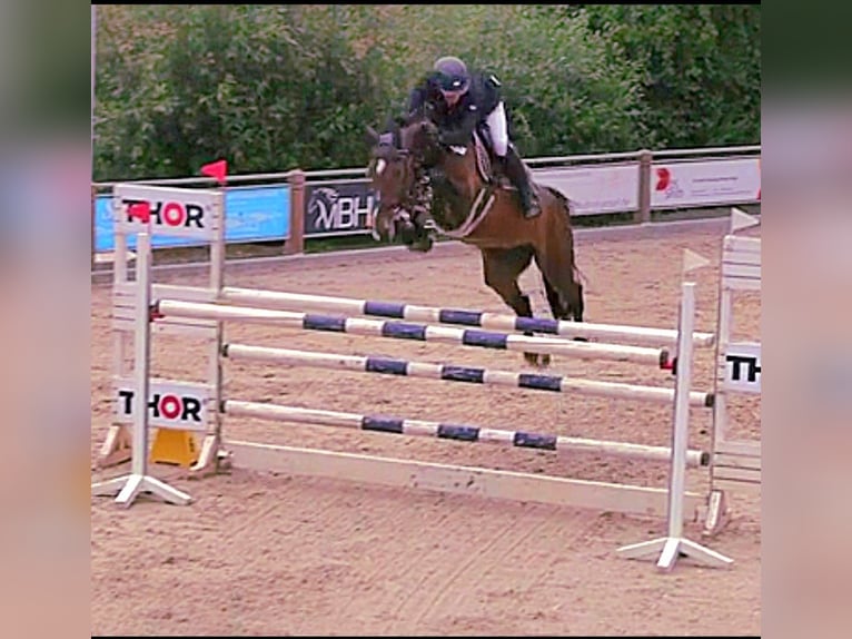 Oldenburger Springpaard Merrie 8 Jaar 178 cm Donkerbruin in Hardegsen