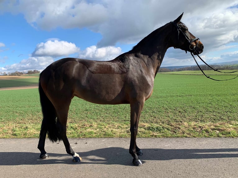 Oldenburger Springpaard Merrie 8 Jaar Bruin in Barntrup