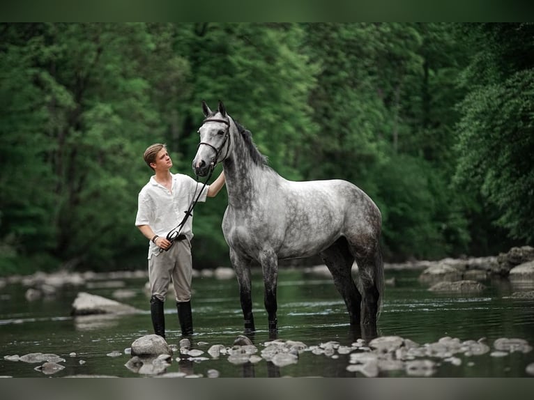 Oldenburger Springpaard Merrie 8 Jaar Schimmel in St. Josefen