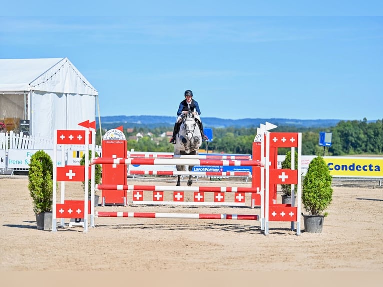 Oldenburger Springpaard Merrie 8 Jaar Schimmel in St. Josefen