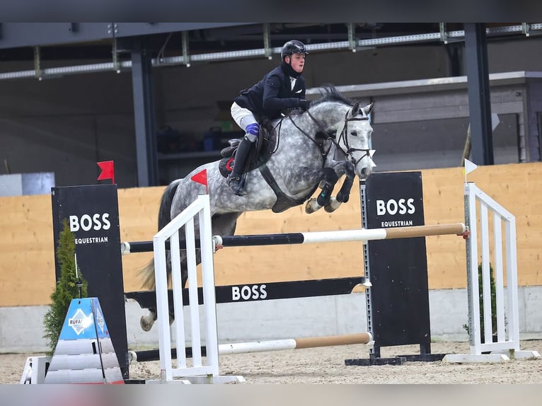 Oldenburger Springpaard Merrie 8 Jaar Schimmel in St. Josefen