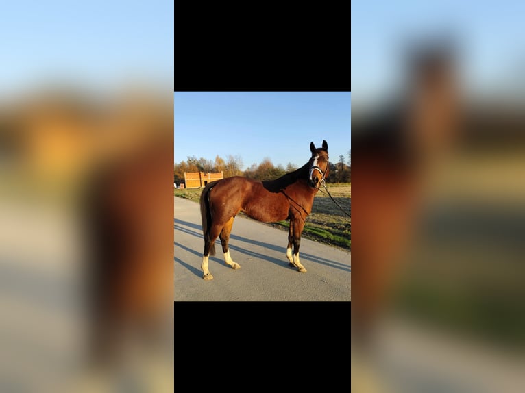 Oldenburger Springpaard Merrie 9 Jaar 160 cm Bruin in Bełsznica