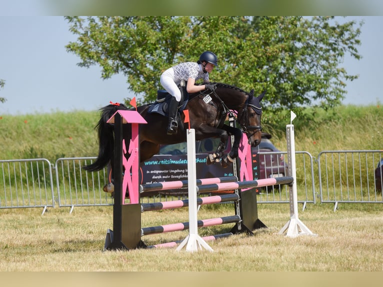 Oldenburger Springpaard Merrie 9 Jaar 162 cm Zwartbruin in Am Ettersberg