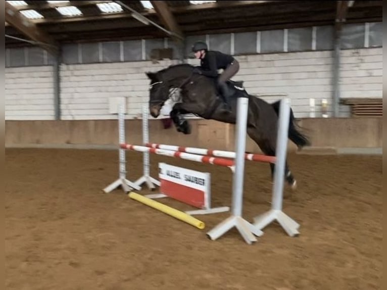 Oldenburger Springpaard Merrie 9 Jaar 162 cm Zwartbruin in Am Ettersberg