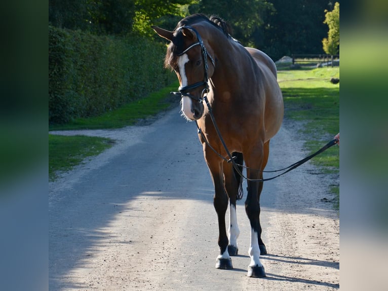 Oldenburger Springpaard Merrie 9 Jaar 163 cm Bruin in Wildeshausen