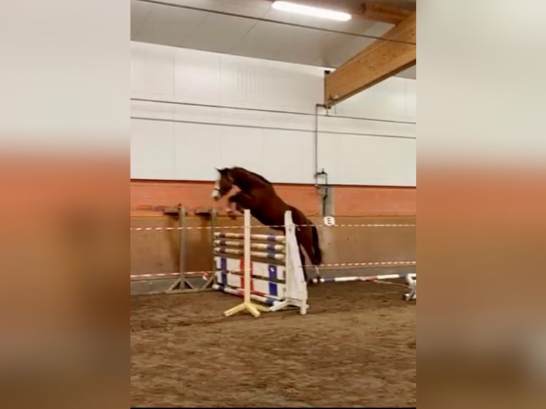 Oldenburger Springpaard Merrie 9 Jaar 163 cm Bruin in Wildeshausen