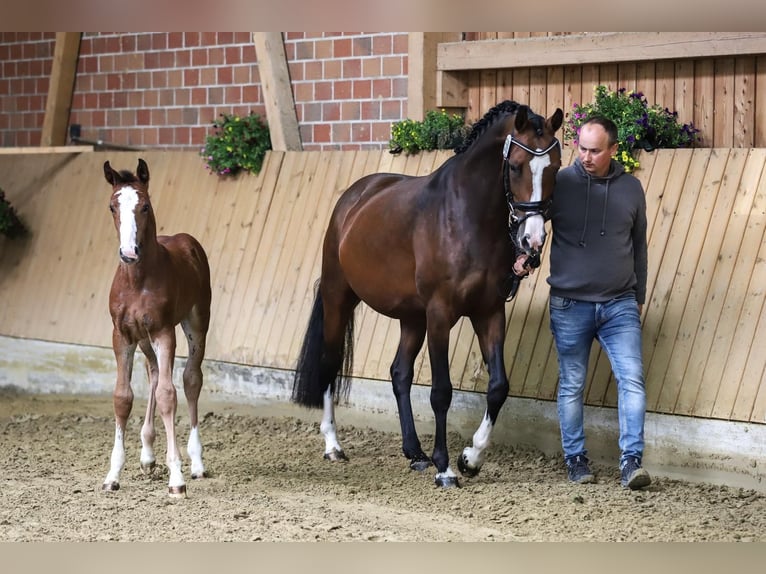 Oldenburger Springpaard Merrie 9 Jaar 163 cm Bruin in Wildeshausen