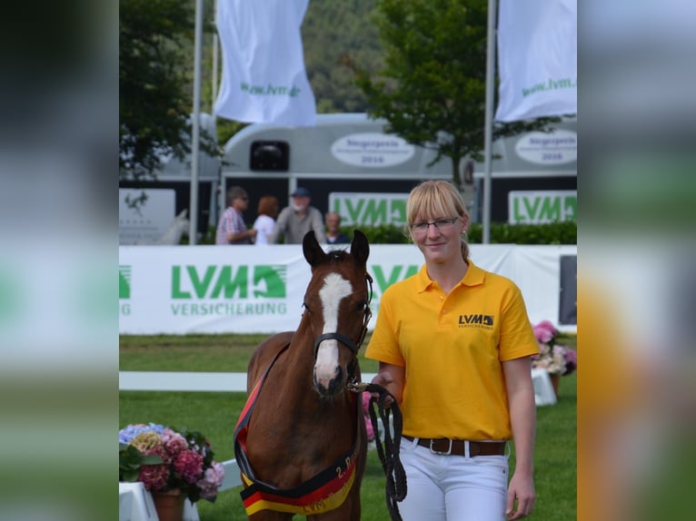 Oldenburger Springpaard Merrie 9 Jaar 163 cm Bruin in Wildeshausen