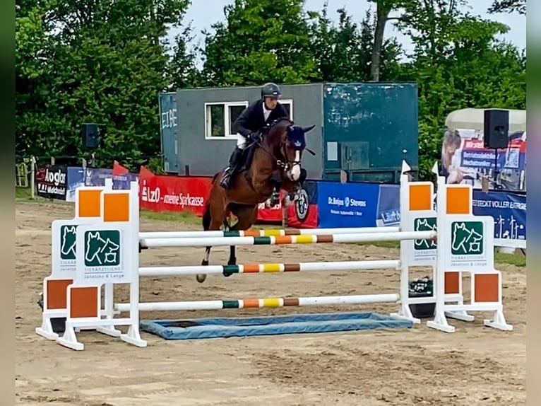 Oldenburger Springpaard Merrie 9 Jaar 163 cm Bruin in Wildeshausen