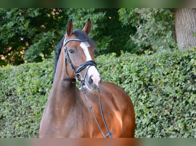 Oldenburger Springpaard Merrie 9 Jaar 163 cm Bruin in Wildeshausen