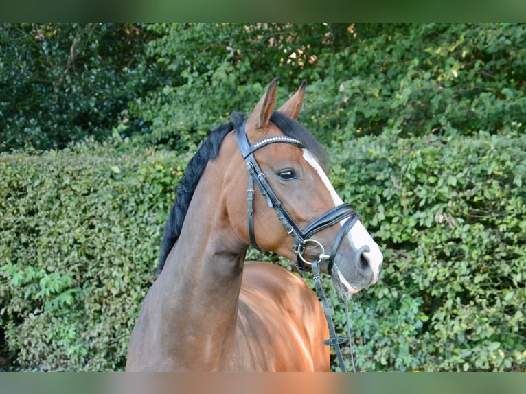 Oldenburger Springpaard Merrie 9 Jaar 163 cm Bruin in Wildeshausen