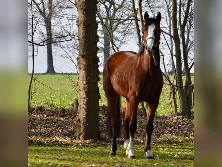 Oldenburger Springpaard Merrie 9 Jaar 163 cm Bruin in Wildeshausen