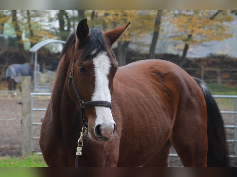 Oldenburger Springpaard Merrie 9 Jaar 163 cm Bruin in Wildeshausen